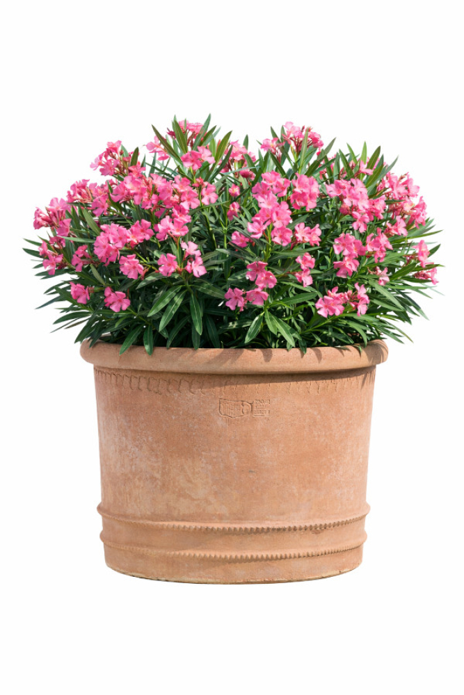 Grand pot Vaso a Bugnolo en terracotta originale d Impruneta